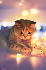 Cat and Christmas lights