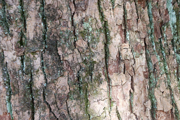 Obraz premium Texture of tree bark with dry moss. Close up of brown gray and green tree surface with day light for background texture.