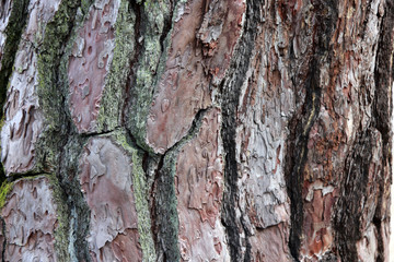 Texture of tree bark with dry moss. Close up of brown gray and green tree surface with day light for background texture.