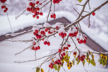 Crabapples in the Snow