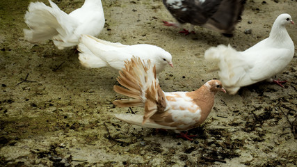Pigeons of different breeds