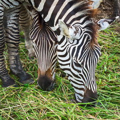 Fototapeta na wymiar Close up zebra.