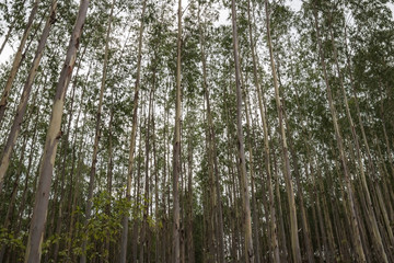 Eucalyptus trees forest on the background and plants for paper industry.