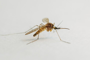 Mosquito close up