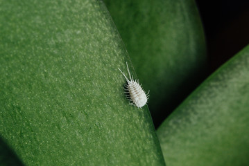 Mealybug on an orchid leaf