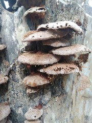 mushrooms that dried like a stone because of the summer