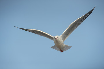 Seagulls flying in the blue sky.(Brown-headed Gull)