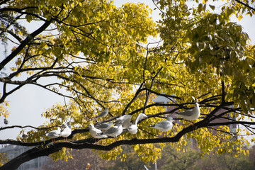 Fototapeta premium seagull