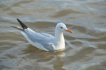 One gull floating on the sea. (Slender-billed Gull)