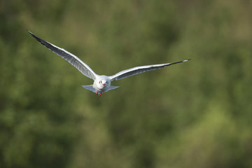 Seagulls flying on green background (Brown-headed Gull)