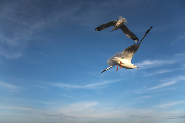 Seagulls flying in the blue sky.(Brown-headed Gull)