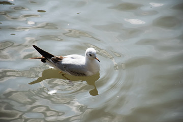 seagull