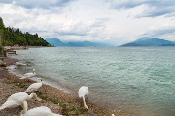 Fototapeten A beautiful natural landscape with a lake and large white birds. White swans on the shore of the large Lake Garda in Italy © yrabota
