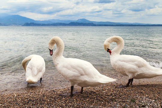 Three white swans walk on lake Garda located in Italy. Wild birds on the shore of the lake. Beautiful birds swan.