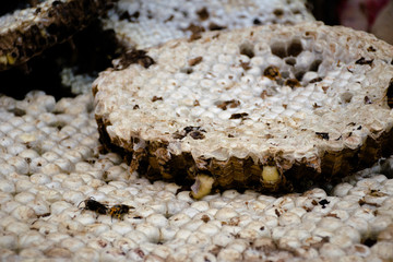  honeycomb