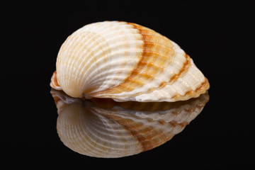 Sea shell of bivalvia isolated on black background, reflection.