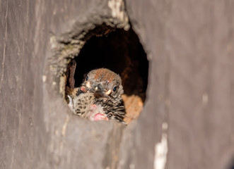 Little chick in hollow with worm in its beak