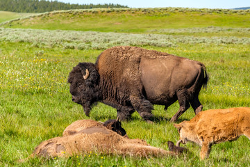 American bison family in Yellowstone