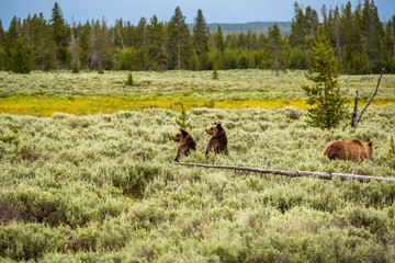Obraz premium Grizzly bear in Yellowstone National Park