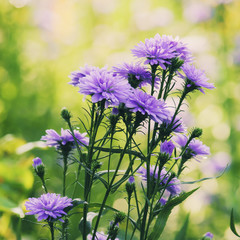 violet flower in winter