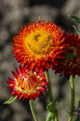 Red and yellow Immortelle flower.