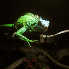 Close up to lizard on branch on black background