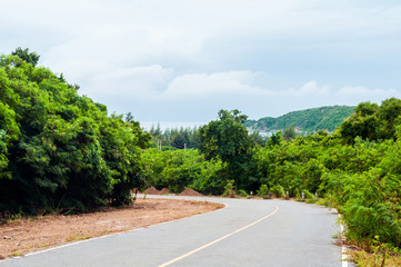 Road down between green forest