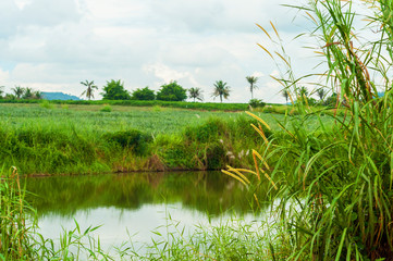 Countryside landscape scenic view in park with lake and green grass