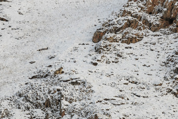 WILD Camouflaged Snow Leopard (Panthera Uncia) in Tibet resting on a mountain side