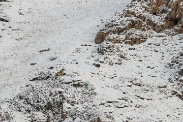 Papier Peint photo K2 WILD Camouflaged Snow Leopard (Panthera Uncia) in Tibet resting on a mountain side