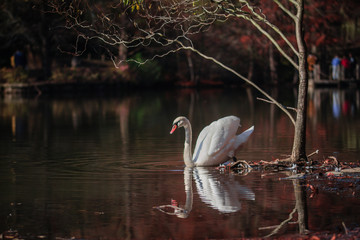 Symphony of the Animals © Gökhan Uysal 