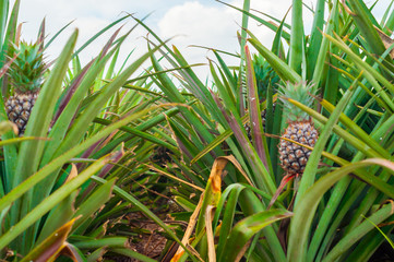 Close up to Pineapple fruit between leaves in Farm of Countryside Thailand