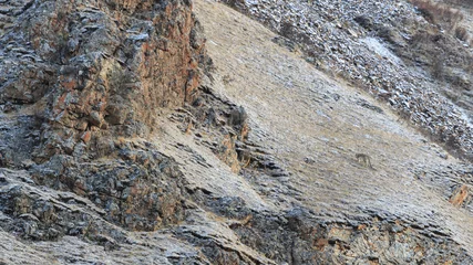 Cercles muraux Manaslu WILD Camouflaged Snow Leopard (Panthera Uncia) in Tibet resting on a mountain side