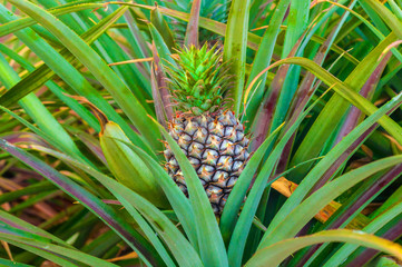 Obraz premium Close up to Pineapple fruit between leaves in Farm of Countryside Thailand