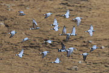 Fototapeta na wymiar Snow Pigeons (Columba leuconota) flying in SiChuan, China
