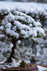 盆栽の松に雪