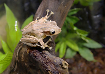 Древесная лягушка