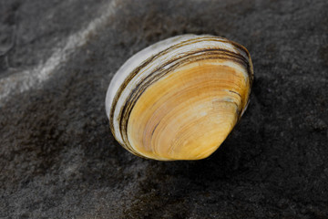 Muschel im Wattenmeer