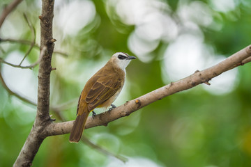 Bird (Yellow-vented Bulbul) on tree in nature wild