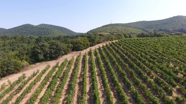 7 Овощей Настройка Абрау Дюрсо Купить