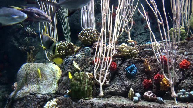 4K HD Video of many varieties of tropical fish swimming around in a coral reef. Coral reefs are diverse underwater ecosystems held together by calcium carbonate structures secreted by corals. 