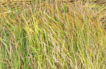 paddy, rice in top view