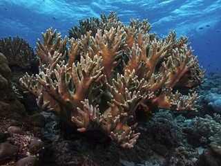 Naklejka na ściany i meble Staghorn Coral, Geweihkoralle