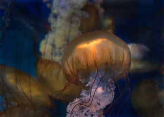 Naklejka premium Sea Nettles, Chrysaora fuscescens, a common free-floating scyphozoan that lives in the East Pacific Ocean from Canada to Mexico