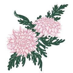Pink chrysanthemum flowers with green leaves on white isolated background. Floral arrangement.