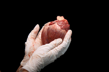 abstract organ transplantation. A human heart in woman's hand. Saving lives hopelessly sick. Complex surgical operations. International crime. Assassins in white coats. isolated on black background