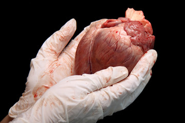 abstract organ transplantation. A human heart in woman's hand. Saving lives hopelessly sick....