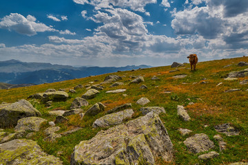 Cows eating fresh grass in mountain valley