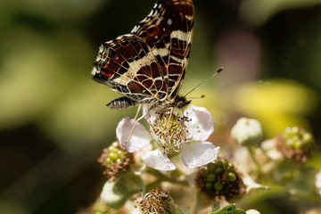 Map butterfly (Araschnia levana)