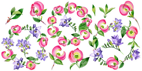 Wildflower cornos Florida flower in a watercolor style isolated. Full name of the plant: cornos. Aquarelle wild flower for background, texture, wrapper pattern, frame or border.